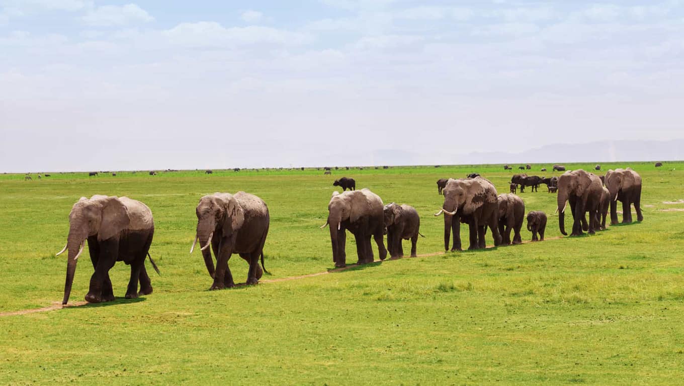 Amboseli National Park - Kenya, Africa