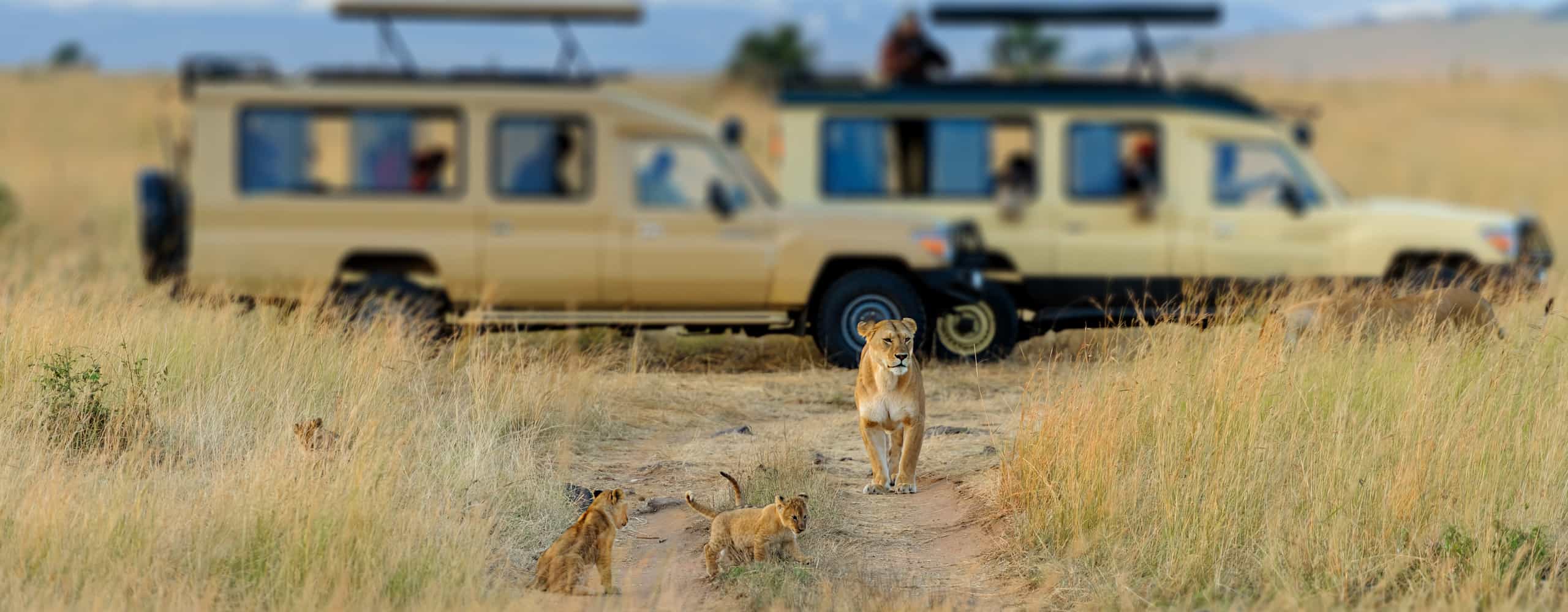 Lion Cubs In The Masai Mara, Kenya